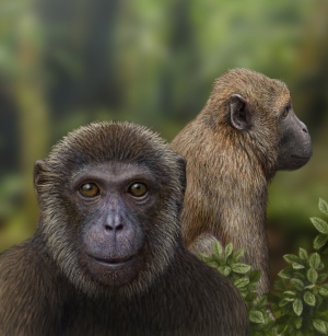 An artist's conception of the two newly named 25.2 million year old fossil monkeys described in Nature. (credit: Mauricio Anton)