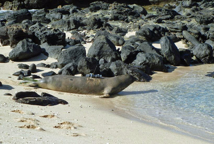 A monk seal newly fitted with a crittercam heads back into the surf.