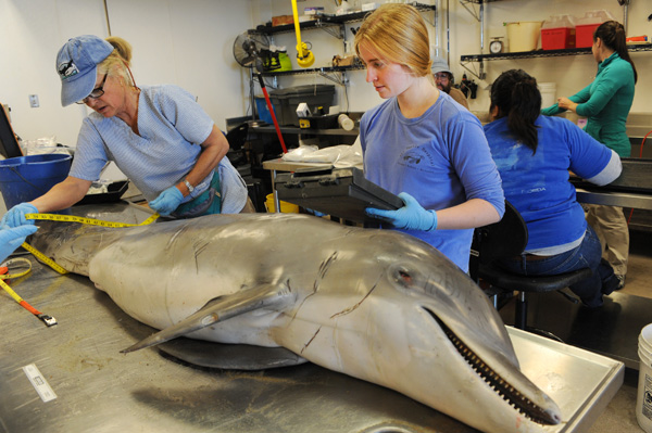 measurements on a dead dolphin (Photo: Susan Farley)