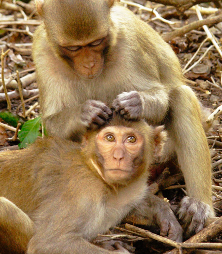 Lauren Brent macaques
