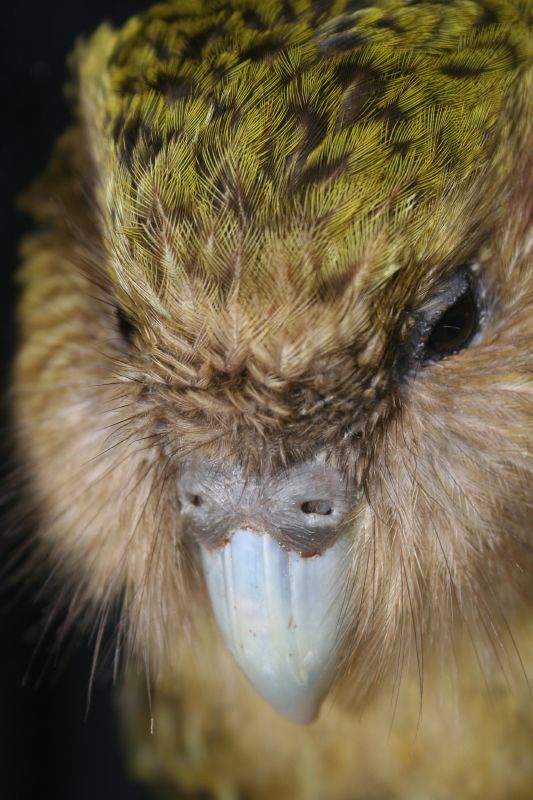 This sweet face belongs to Felix the Kakapo, photographed in 2006 by Brent Barrett (originally posted to Flikr - via Wikimedia Commons)