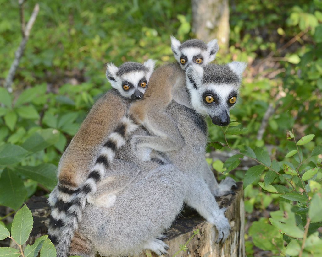 Baby lemur twins Nemesis and Narcissa were the product of a breeding program developed by the American Association of Zoos and Aquariums to preserve the future genetic health of North America’s captive ring-tailed lemurs. Their mother Sophia was among 62 ring-tailed lemurs recommended for breeding across 20 institutions nationwide in 2016. Photo by David Haring, Duke Lemur Center.