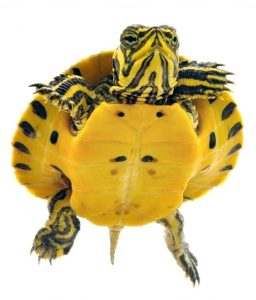A yellow slider turtle.