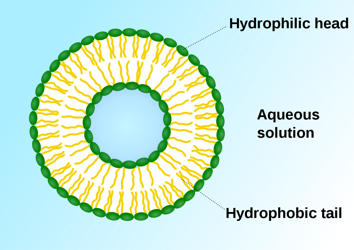 Tiny Bubbles of Bacterial Mischief Research Blog