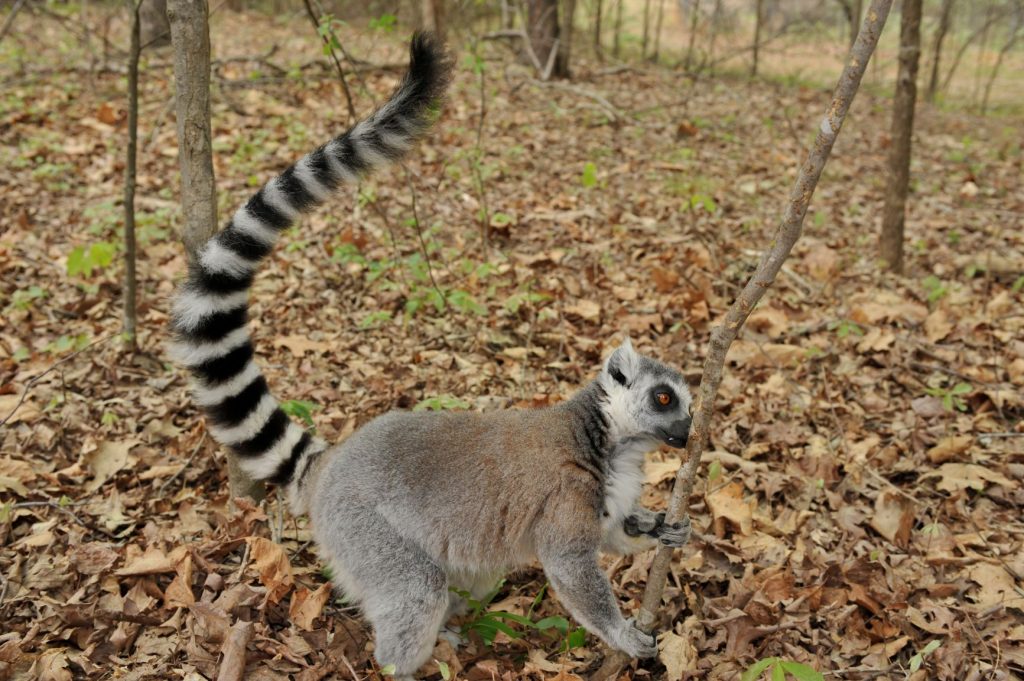 Smell check: Fritz the ring-tailed lemur sniffs a tree for traces of other lemurs’ scents at the Duke Lemur Center. 