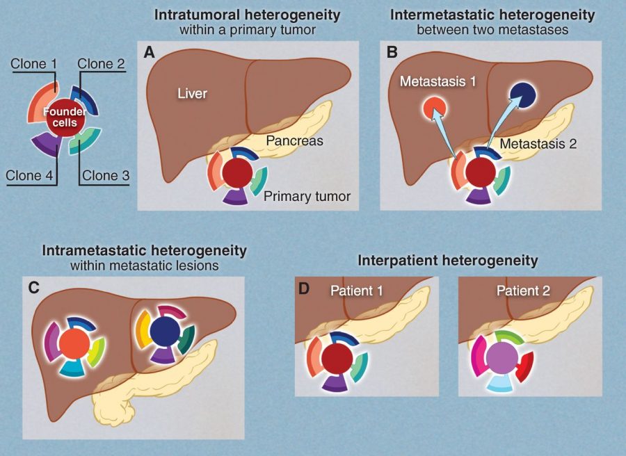 The evolution of a tumor - Research Blog