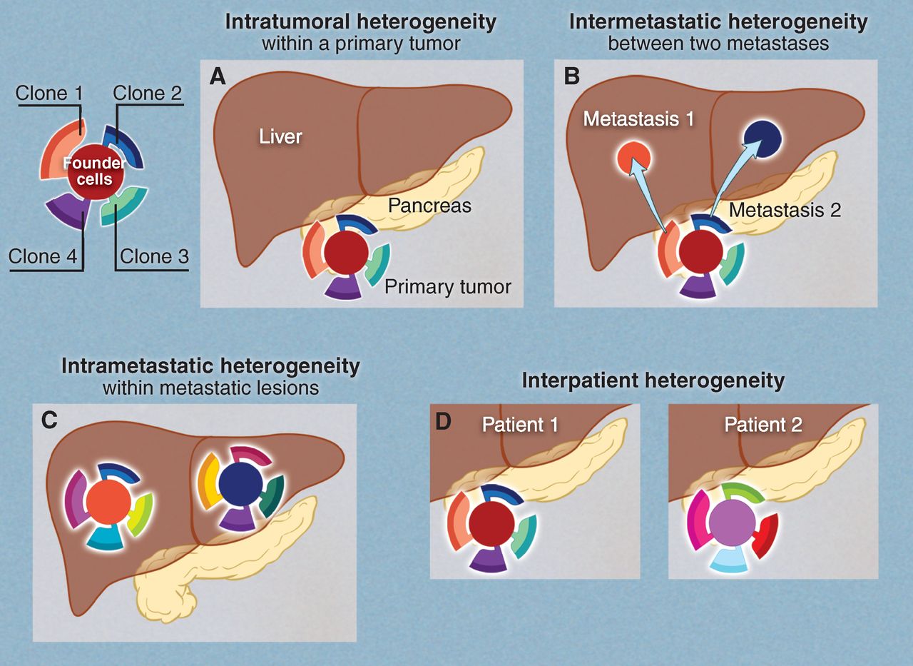 The evolution of a tumor - Research Blog