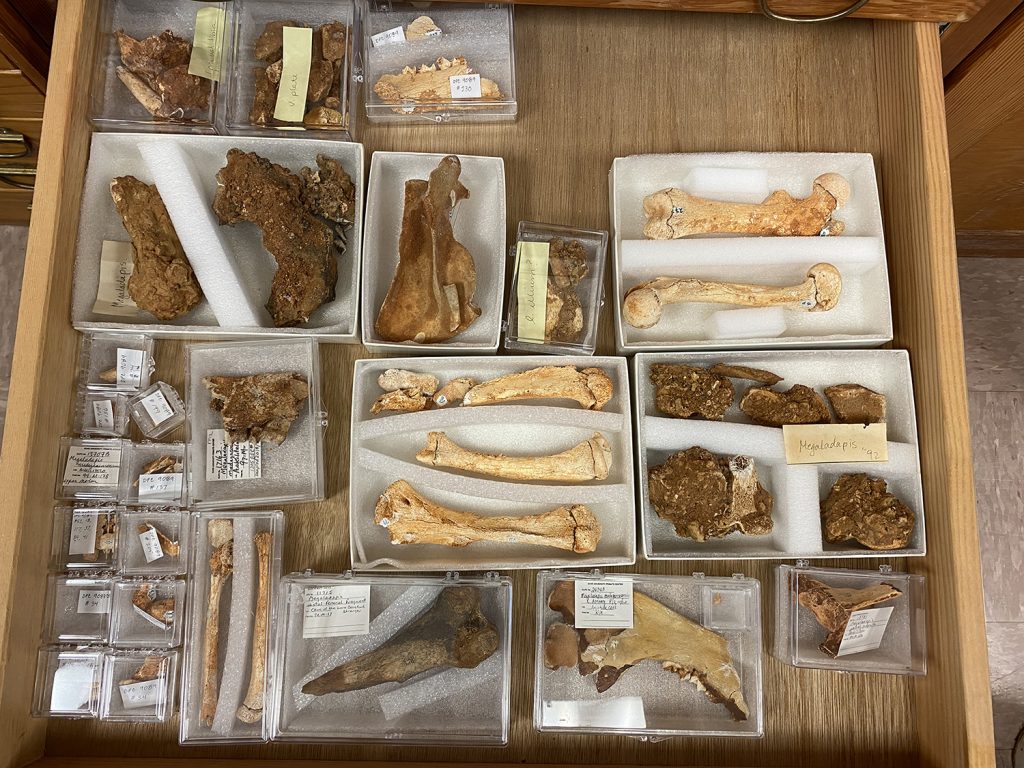 A drawer filled with boxes of bones