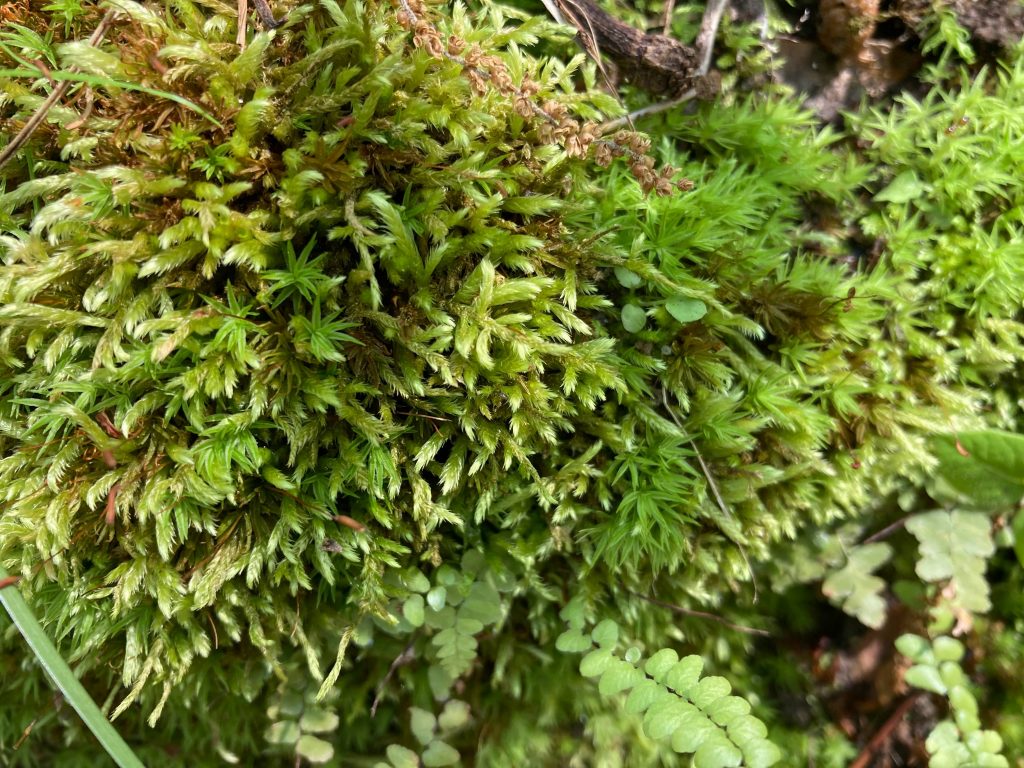 What is making this Sphagnum Moss turn pink? It hasn't rained in awhile;  could that be it? : r/botany