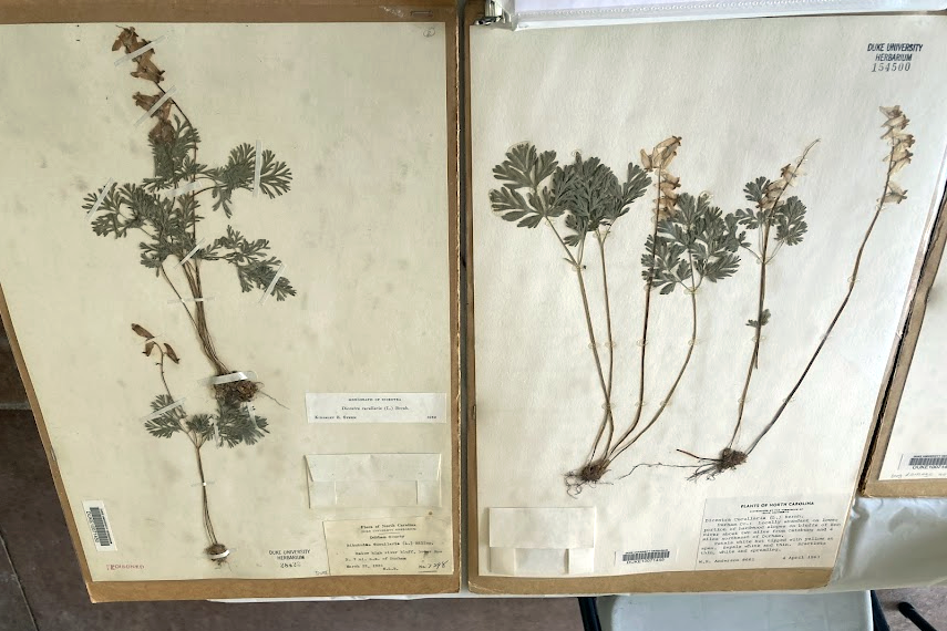 Two large sheets of blotter paper with dried plants carefully arranged and taped in place upon them. Each herbarium specimen sheet also includes a small envelope for seeds and a one paragraph label and description. 